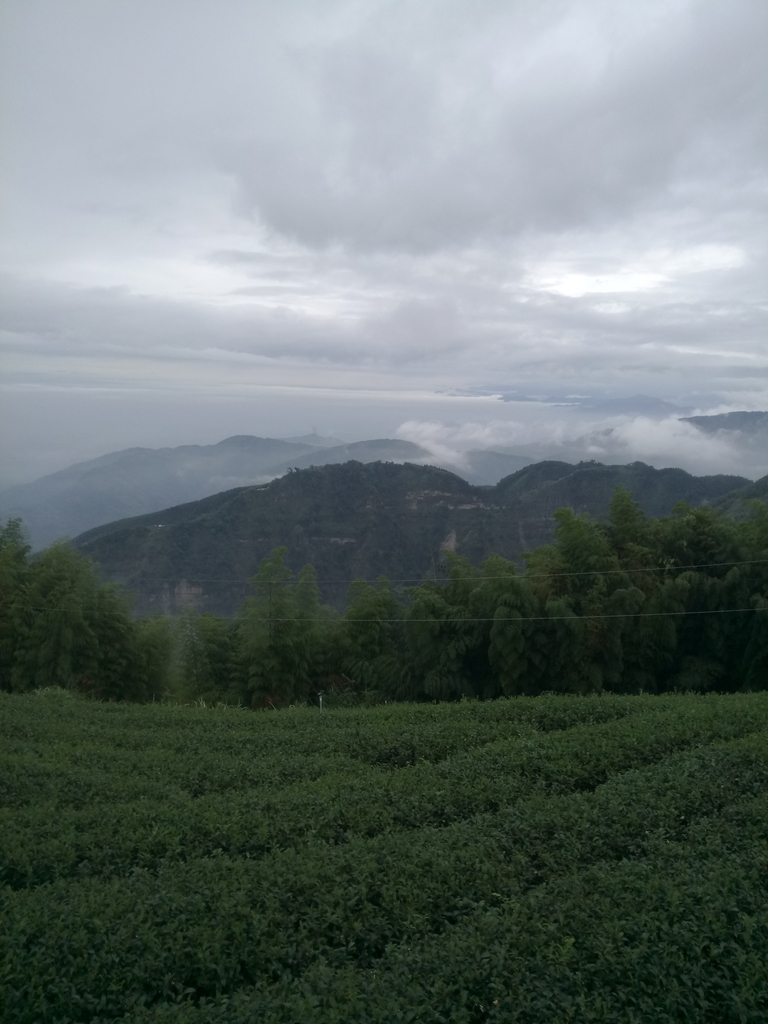 DSC_1324.JPG - 古坑  雲嶺之丘