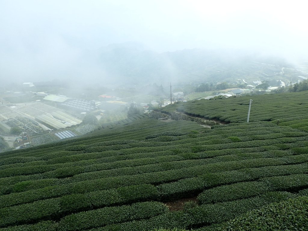 P3257867.JPG - 阿里山  隙頂茶園之美