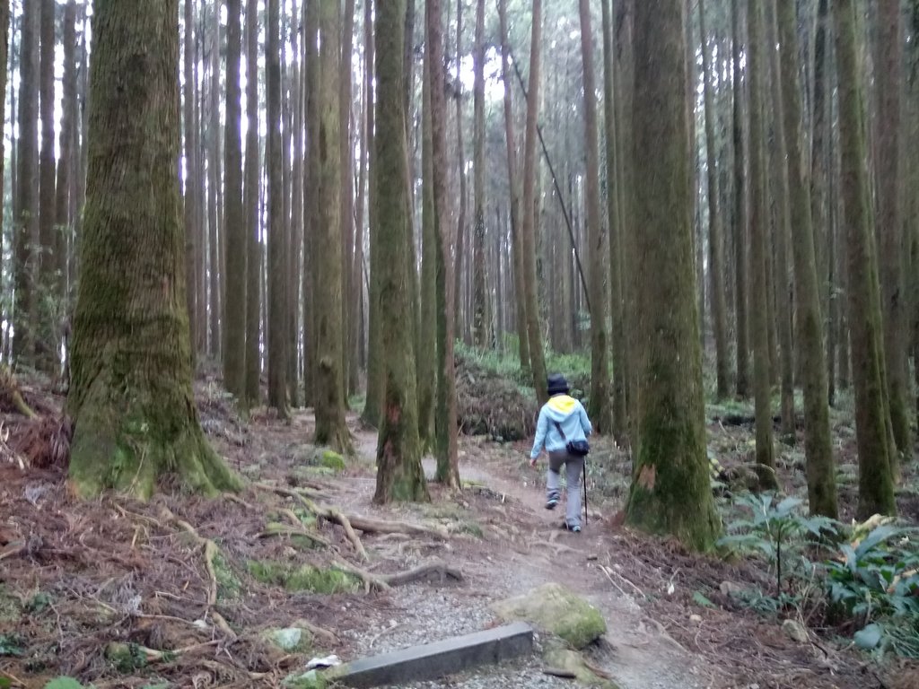 DSC_1555.JPG - 阿里山  二萬坪步道