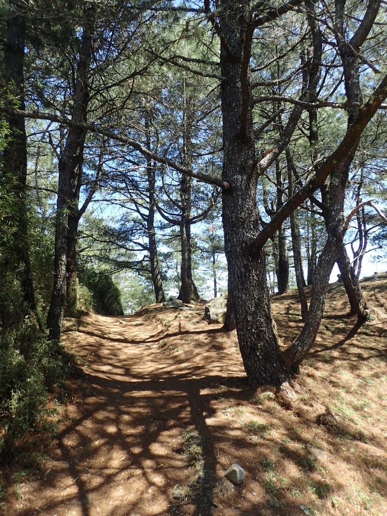 P3268140.JPG - 鹿林山  麟趾山步道  (01)