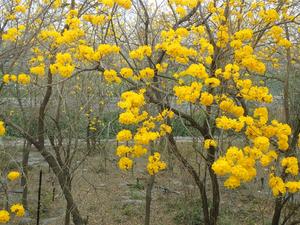 P3066610.JPG - 竹塘  田頭堤防  黃花風鈴木