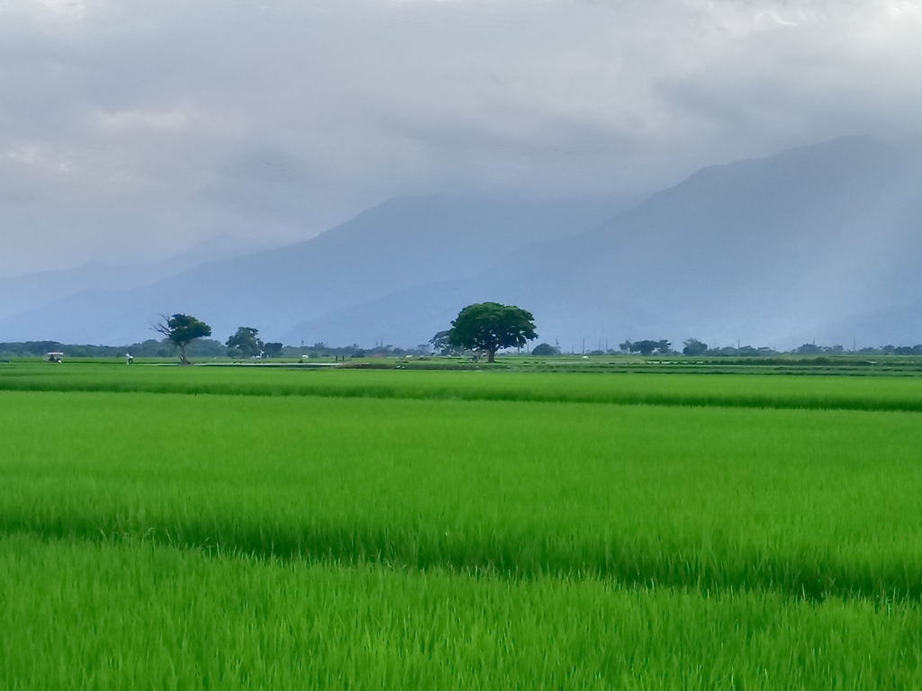 DSC_0756.JPG - 池上  伯朗大道