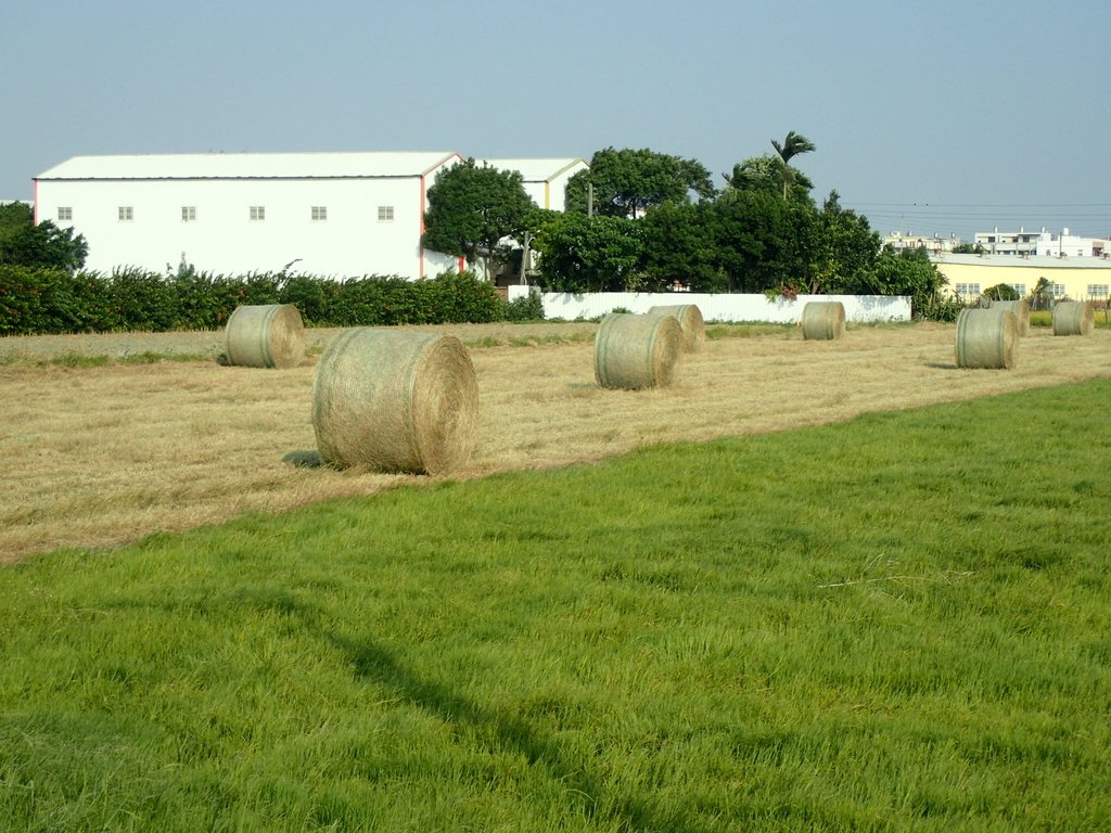 PA196294.JPG - 埔鹽  南勢埔  牧草卷之旅