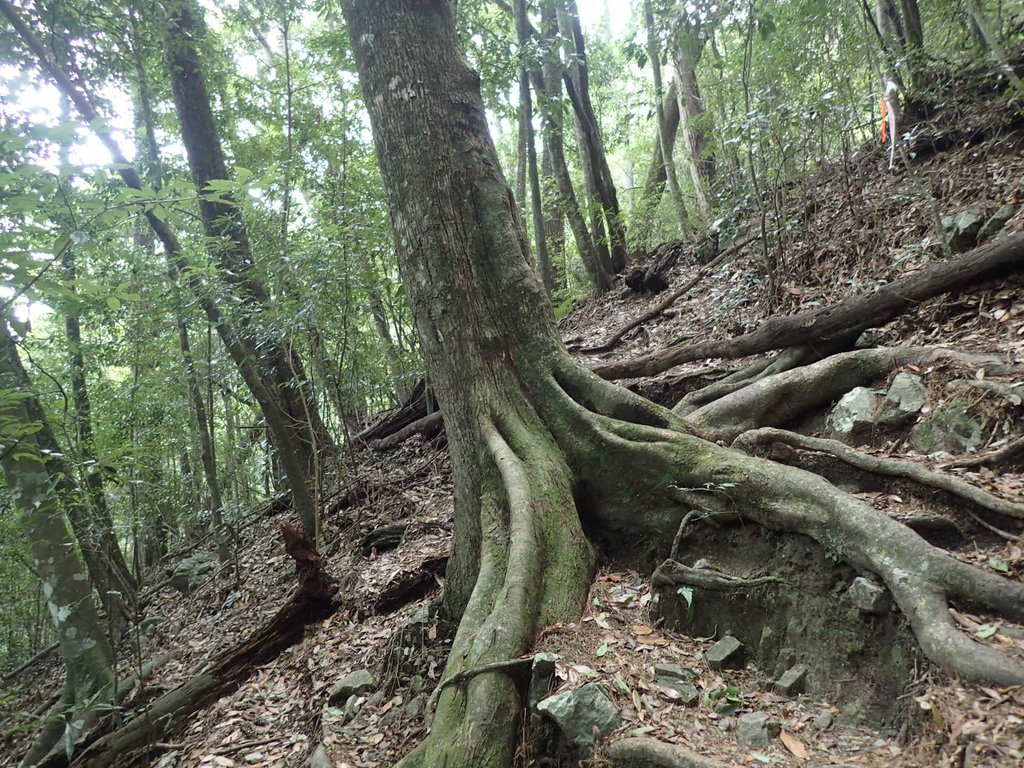 P3167320.JPG - 谷關七雄之  屋我尾山