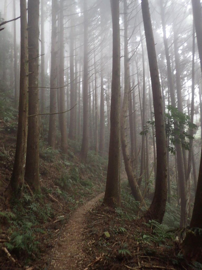 P2034978.JPG - 南庄  加里山  森林鐵道