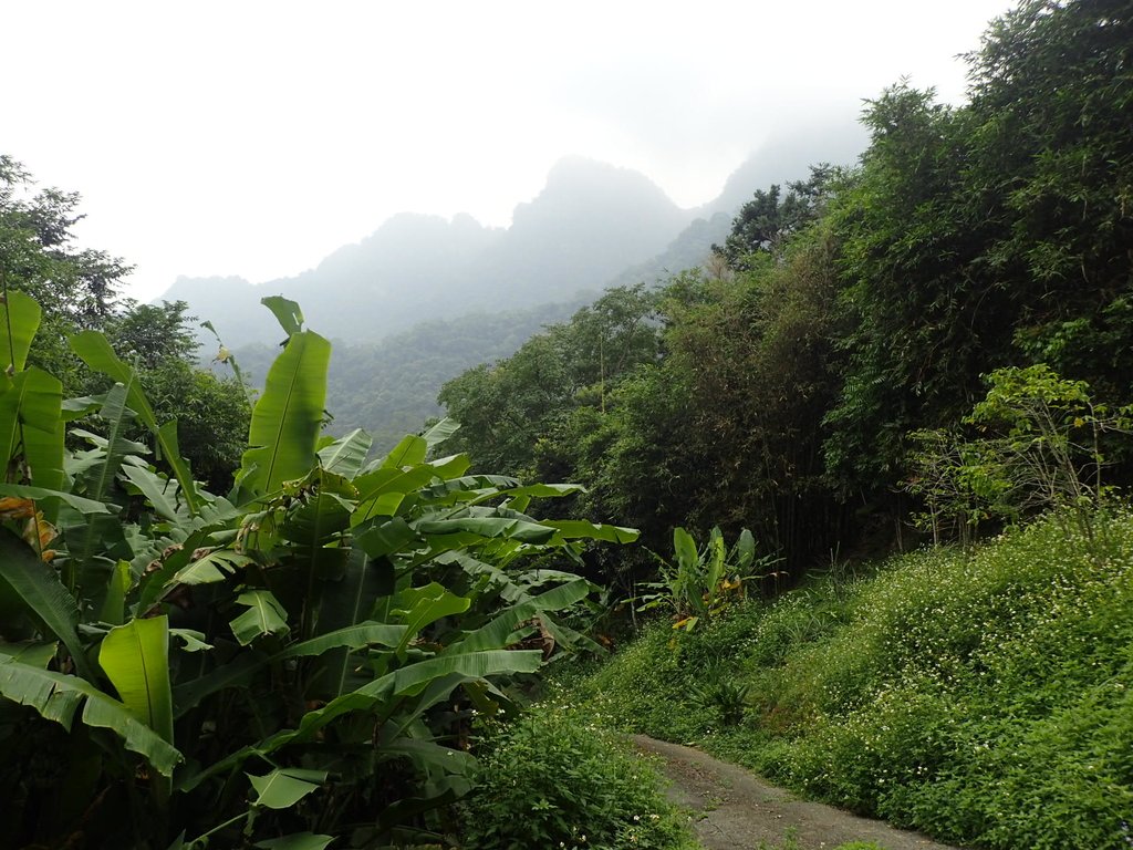 P9108370.JPG - 新竹  五指山登山步道