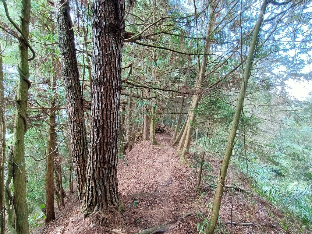 IMG20210205113214.jpg - 竹山  嶺頭山  金柑樹山