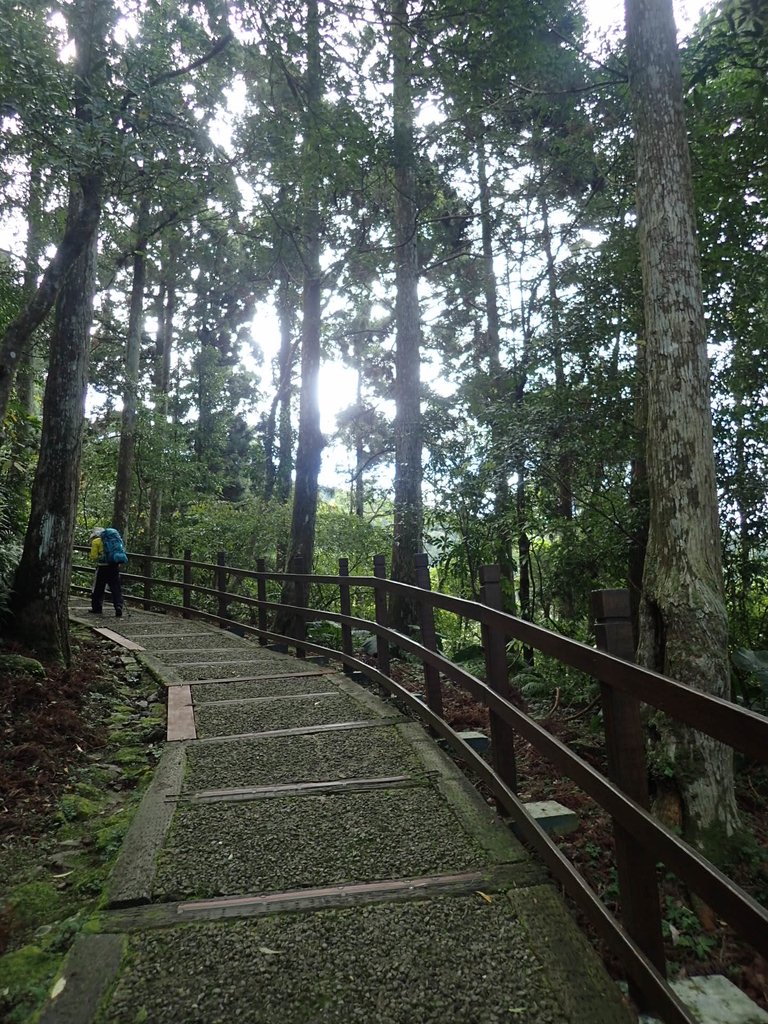 PB257528.JPG - 復興  東眼山森林步道