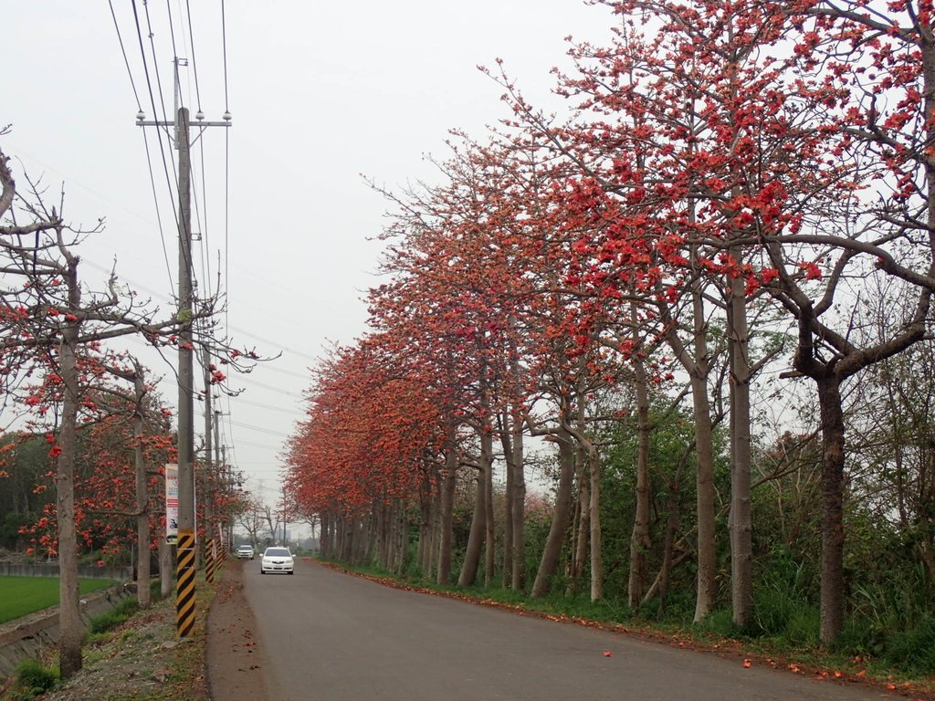 P3066340.JPG - 埤頭  東螺溪  木棉花