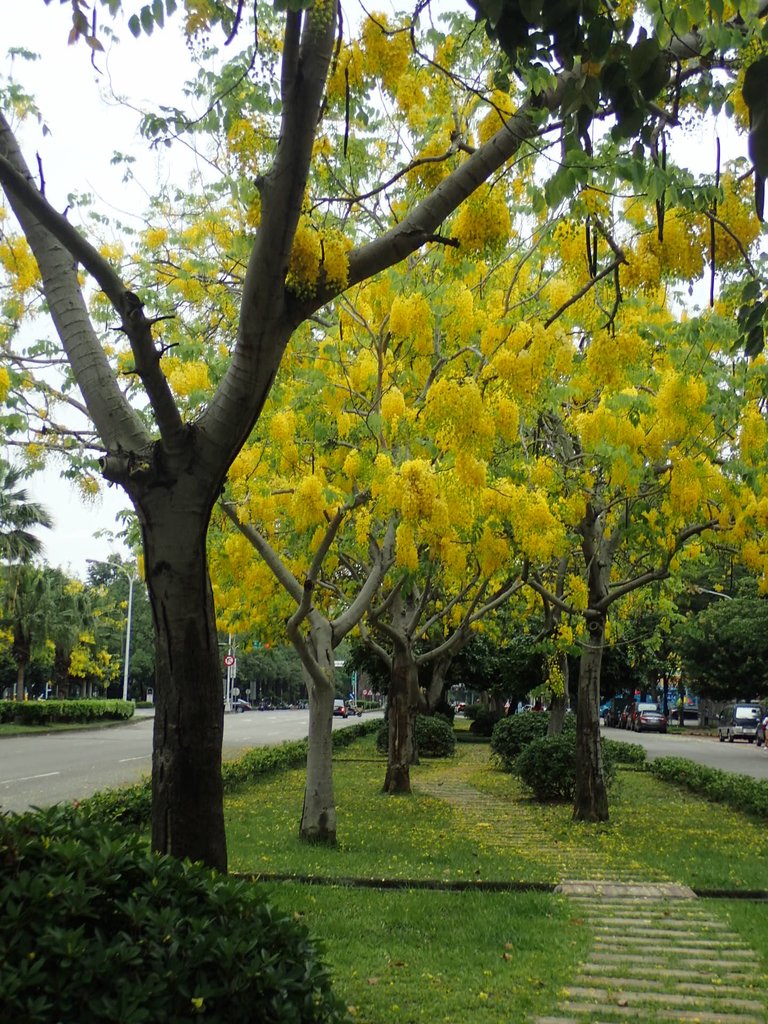 P5298866.JPG - 台中  興大街道之阿勃勒