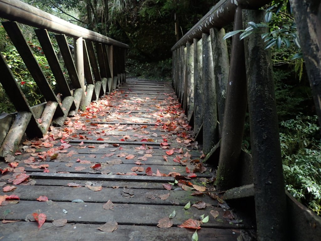 PB265473.JPG - 太平山  翠峰湖環山步道  02