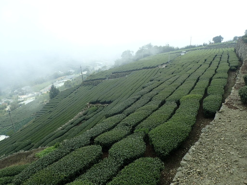 P3257868.JPG - 阿里山  隙頂茶園之美