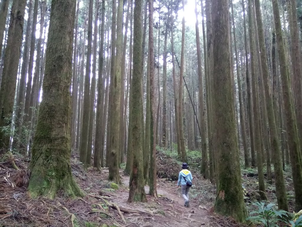 DSC_1556.JPG - 阿里山  二萬坪步道