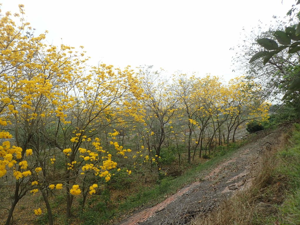 P3066616.JPG - 竹塘  田頭堤防  黃花風鈴木