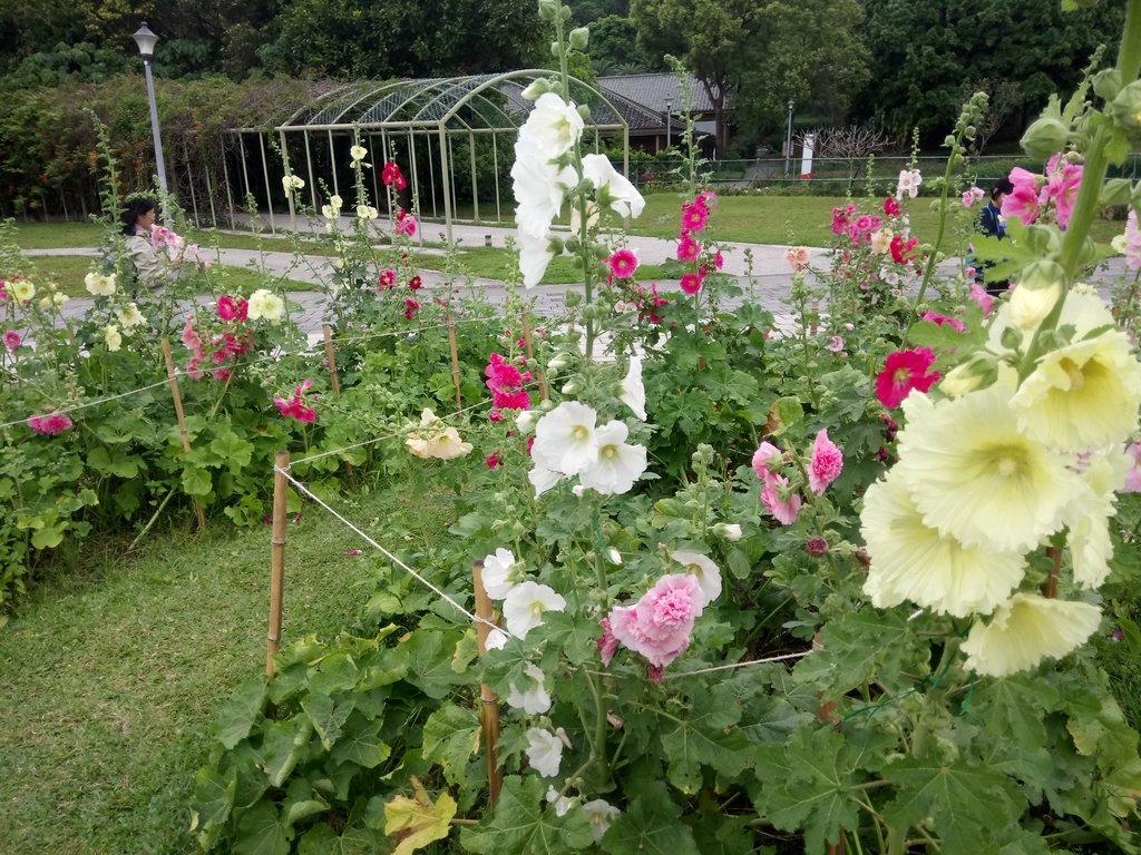 DSC_9195.JPG - 花博公園  蜀葵花季