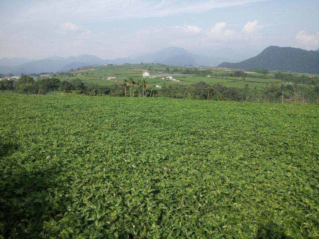 DSC_1894.JPG - 埔里  大坪頂  百香果園