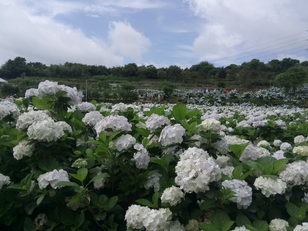 DSC_9299.JPG - 萬里  高家繡球花田