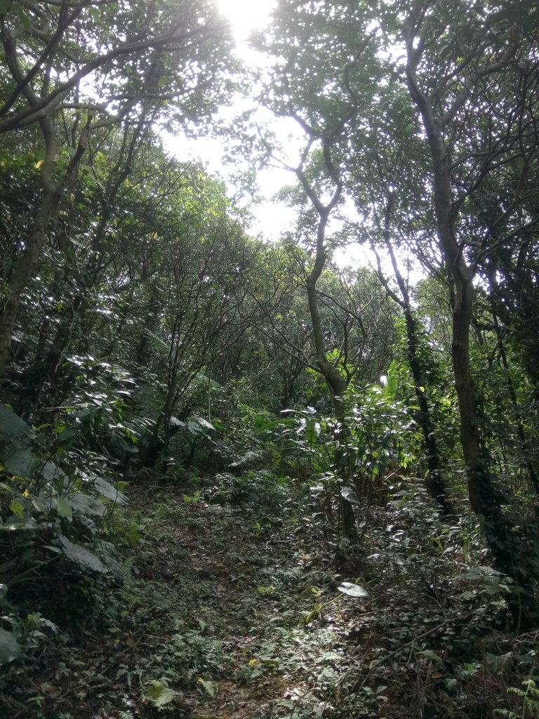 DSC_5282.JPG - 瑞芳  白象山(弘明山) 未竟