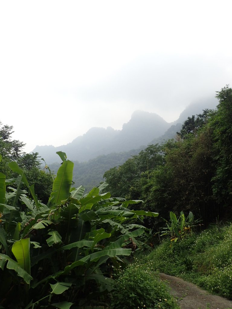 P9108371.JPG - 新竹  五指山登山步道