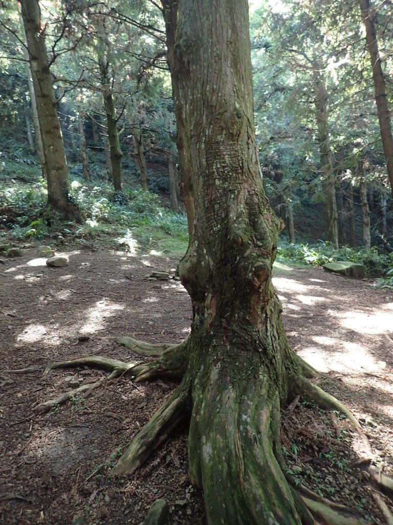 P7235824.JPG - 台中和平  長壽山登山步道  (上)