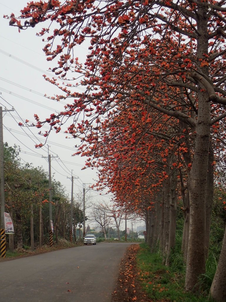 P3066351.JPG - 埤頭  東螺溪  木棉花