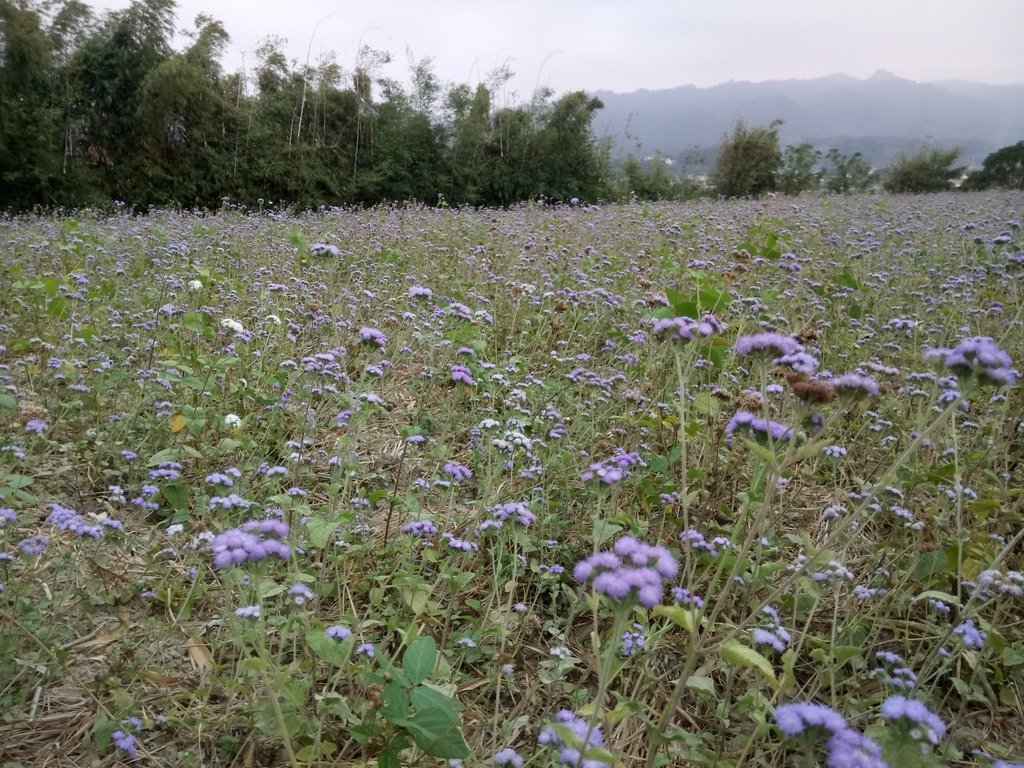 DSC_4859.JPG - 銅鑼  九湖村  太陽麻花田