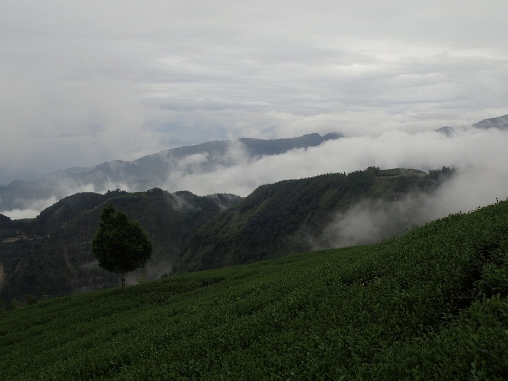 PA231863.JPG - 古坑  雲嶺之丘