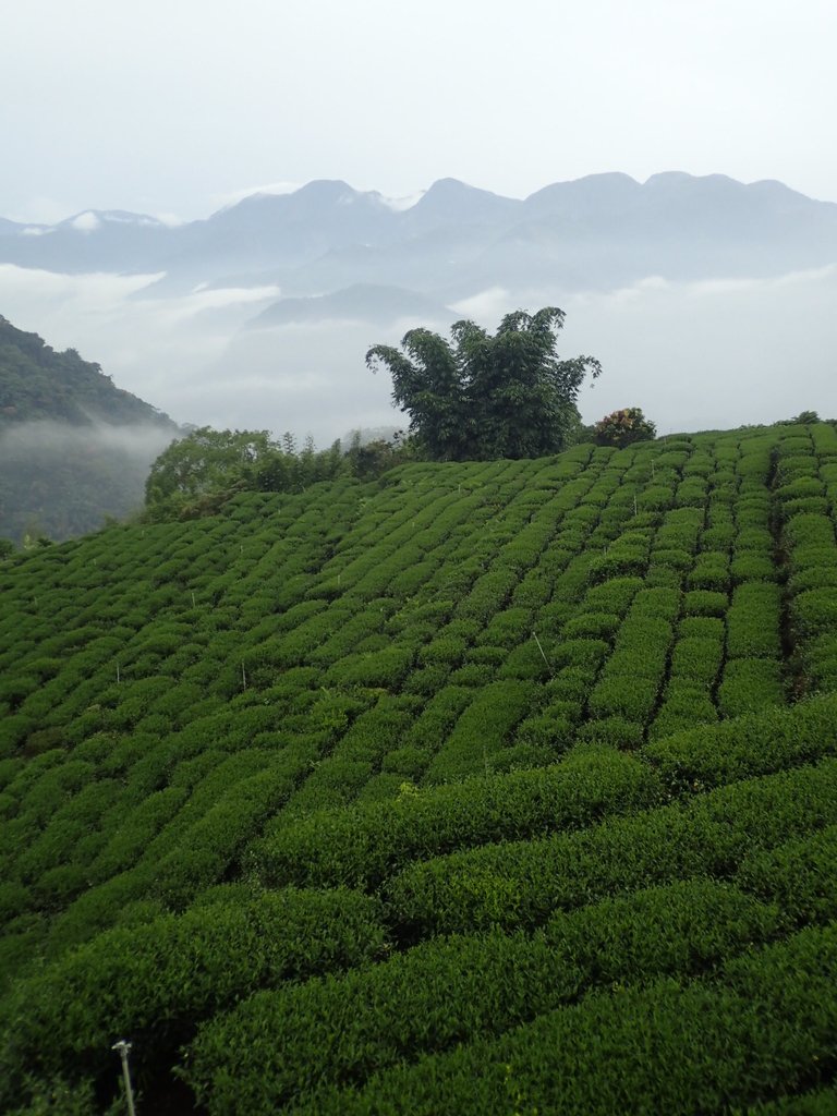 PA231899.JPG - 石壁途中之   茶山雲雨