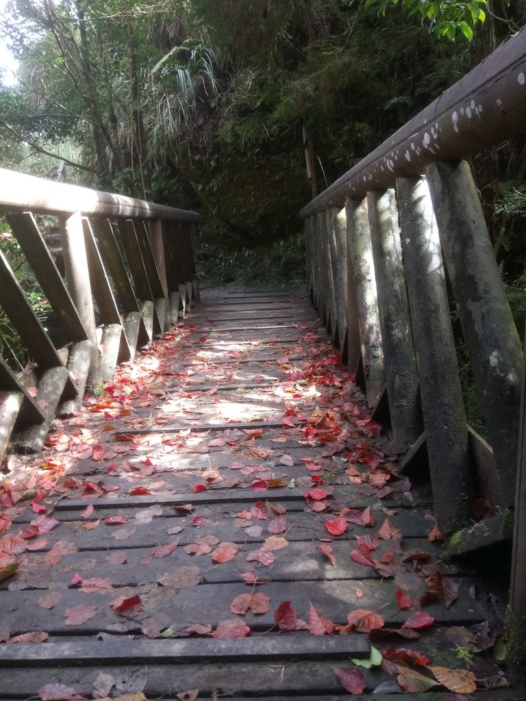 DSC_0112.JPG - 太平山  翠峰湖環山步道  01