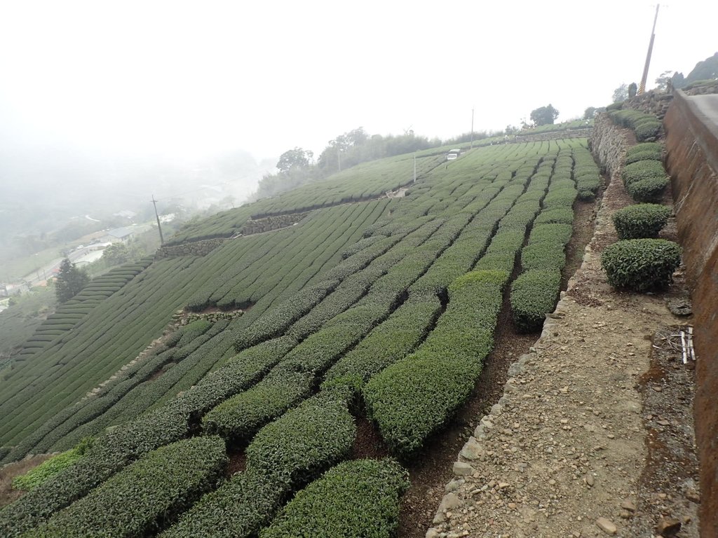 P3257869.JPG - 阿里山  隙頂茶園之美