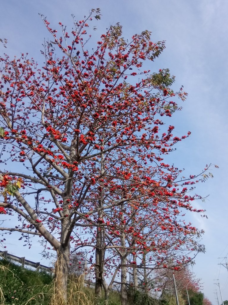 DSC_7853.JPG - 清水  大田產要道路  木棉花