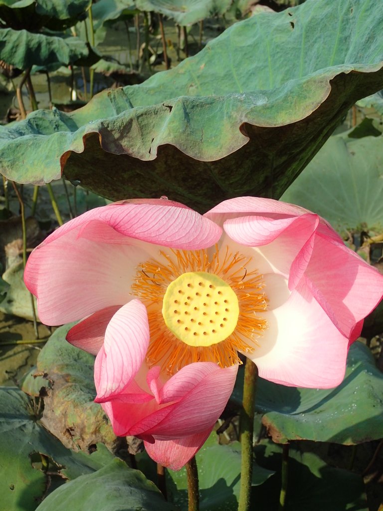 P8045066.JPG - 中埔  義仁村  蓮花池畔