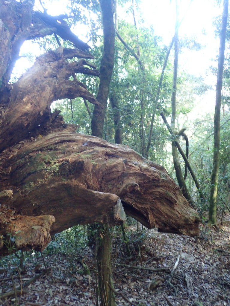 PA185595.JPG - 台中  和平  稍來山