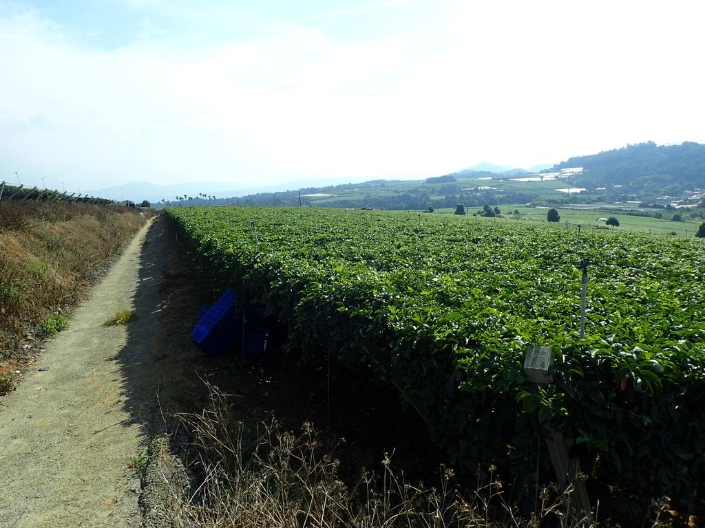 PA282129.JPG - 埔里  大坪頂  百香果園