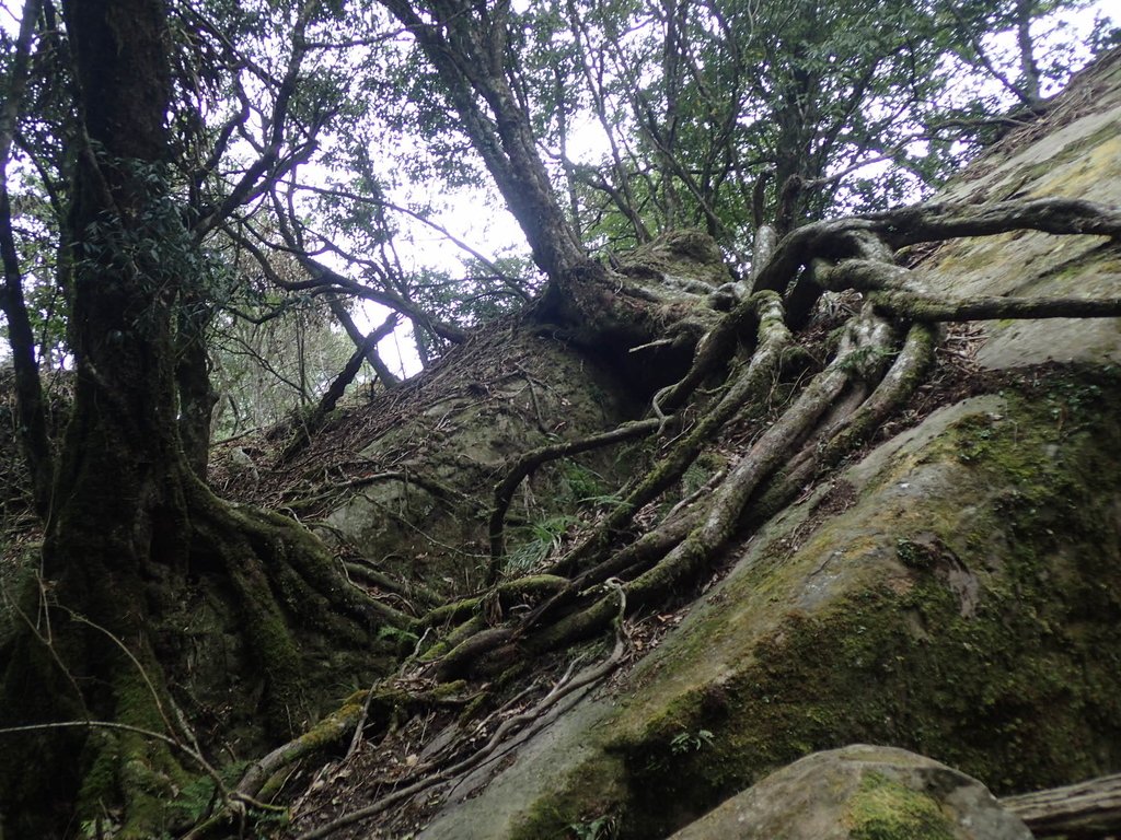 P2034923.JPG - 南庄  加里山