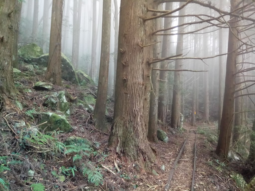 DSC_3762.JPG - 南庄  加里山  森林鐵道