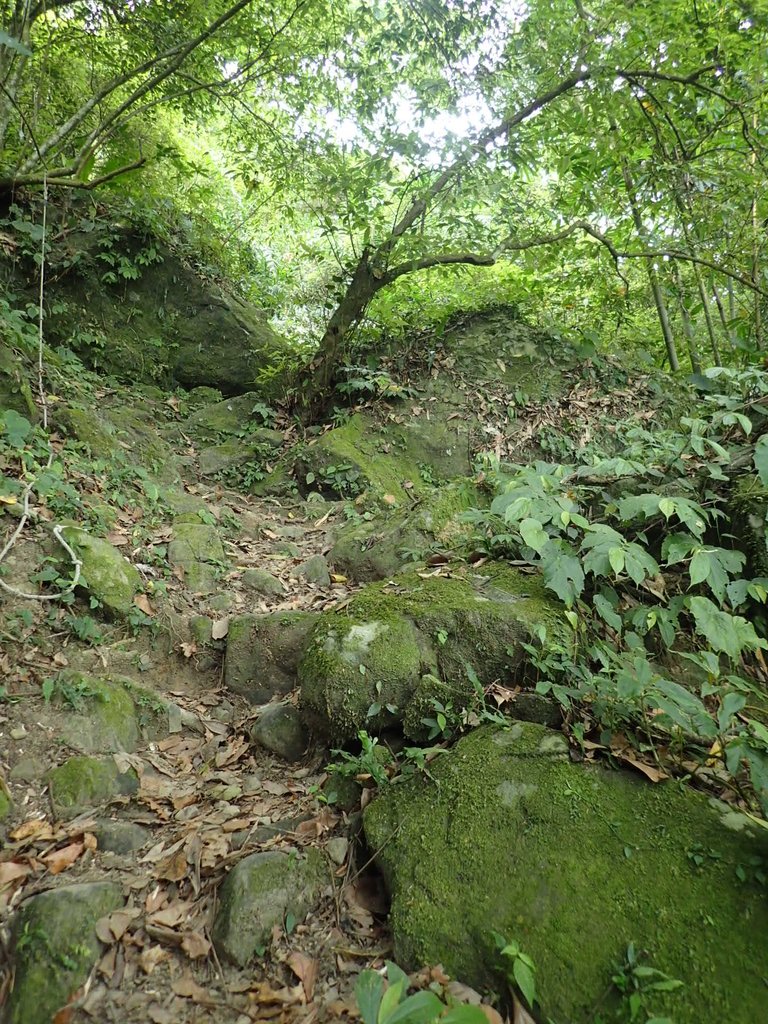 P9108378.JPG - 新竹  五指山登山步道