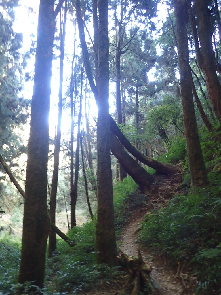 P2056635.JPG - 竹山  嶺頭山  金柑樹山