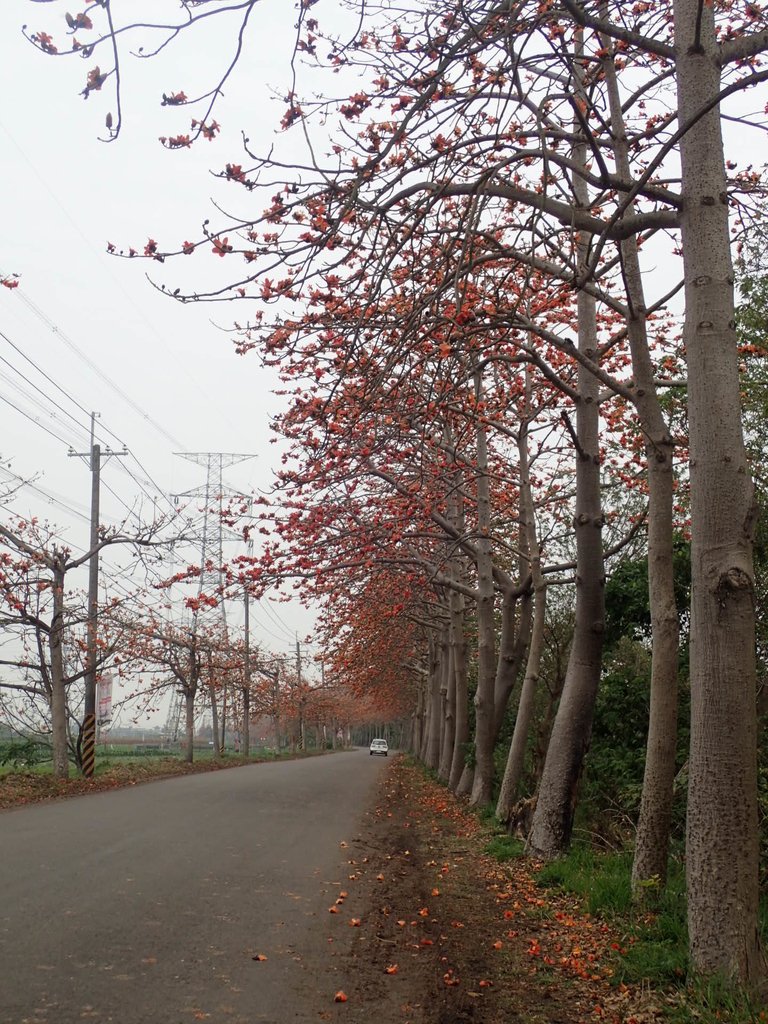 P3066363.JPG - 埤頭  東螺溪  木棉花