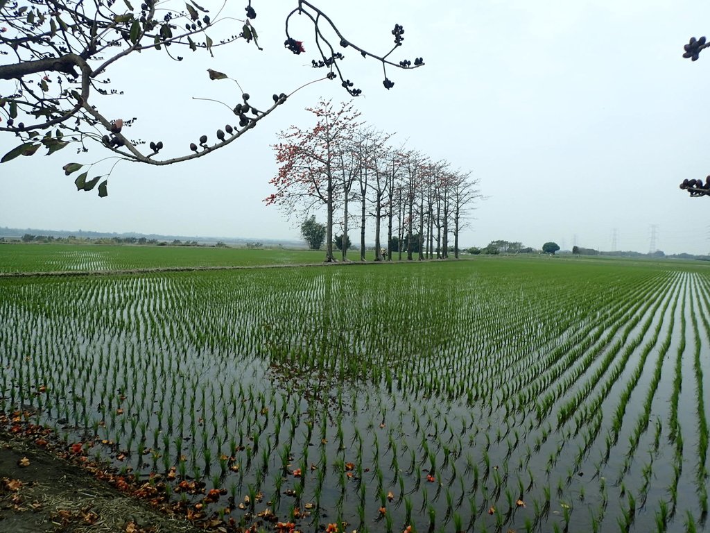 P3066494.JPG - 竹塘  田頭  木棉花道