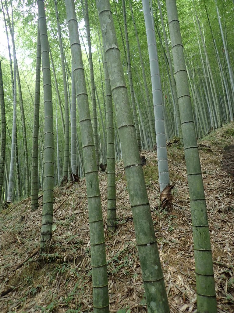 PA231683.JPG - 石壁山  嘉南雲峰步道