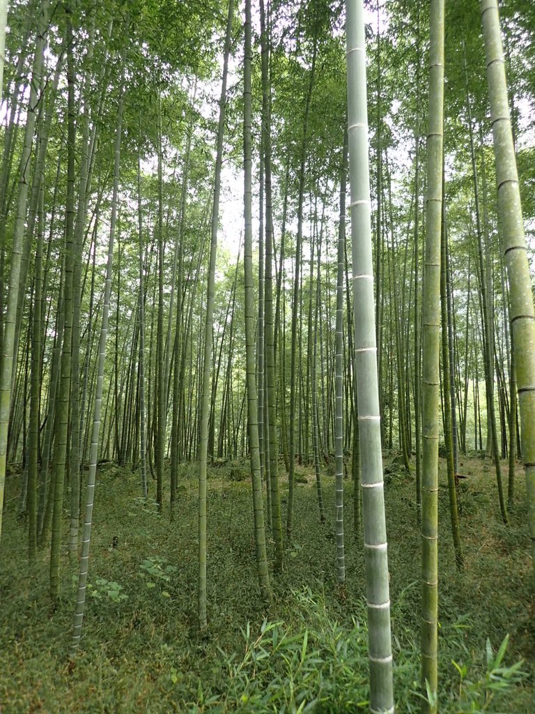 PA171280.JPG - 鹿谷  長源圳古道