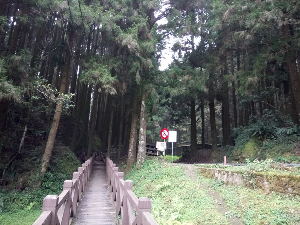 DSC_1562.JPG - 阿里山  二萬坪步道