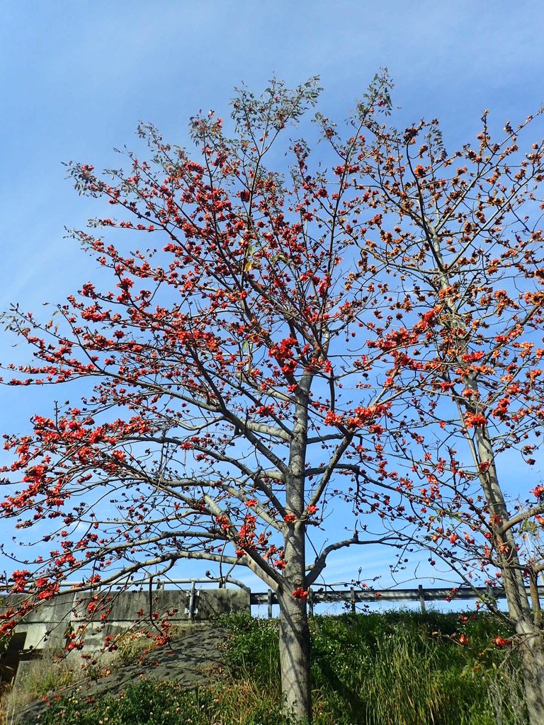 P3036241.JPG - 清水  大田產要道路  木棉花