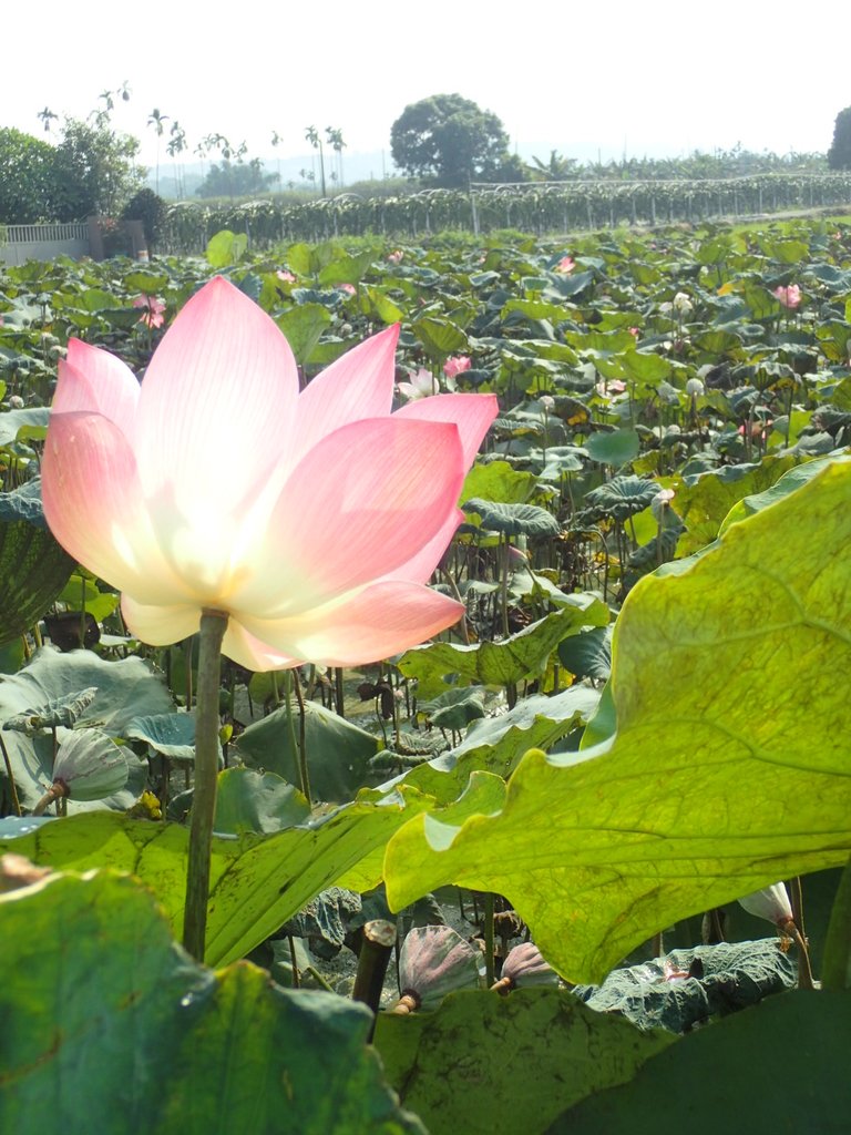 P8045072.JPG - 中埔  義仁村  蓮花池畔