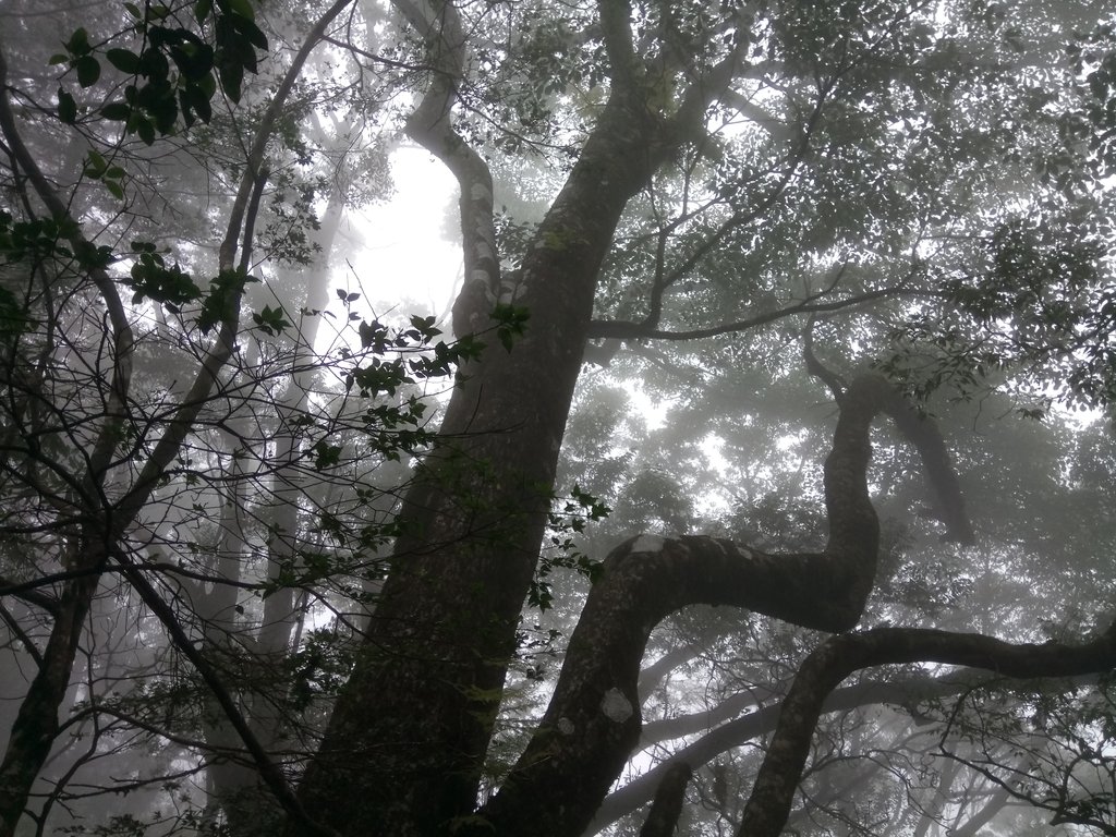 DSC_2668.JPG - 台中  和平  稍來山南峰