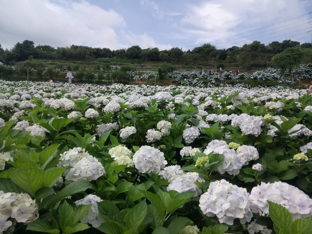 DSC_9302.JPG - 萬里  高家繡球花田