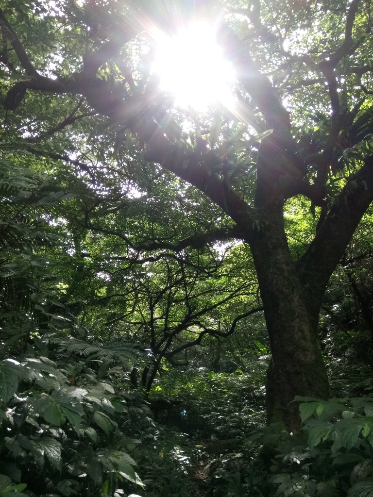 DSC_2983.JPG - 大溪  金面山登山步道