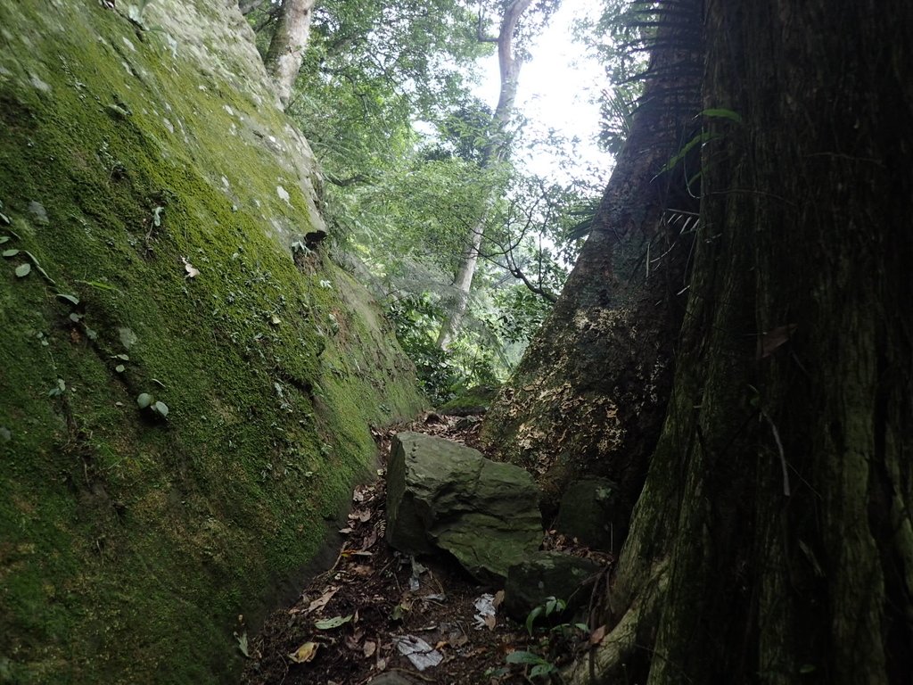 P9108381.JPG - 新竹  五指山登山步道