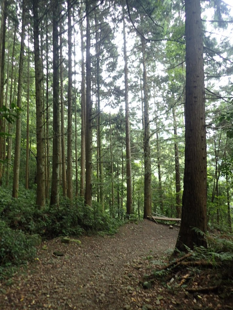 P7235907.JPG - 台中和平  長壽山登山步道  (上)